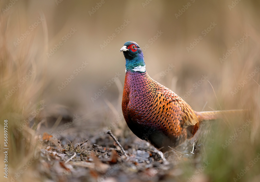 Fototapeta premium Ringneck Pheasant (Phasianus colchicus) male close up