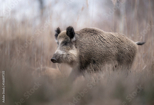 Wild boar close up ( Sus scrofa )