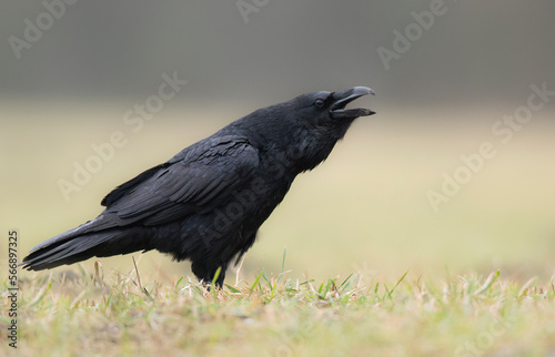 Raven bird ( Corvus corax ) close up