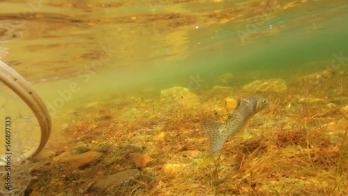 Releasing a cutthroat trout into a mountain lake.  Shot from under water, with really clear water.