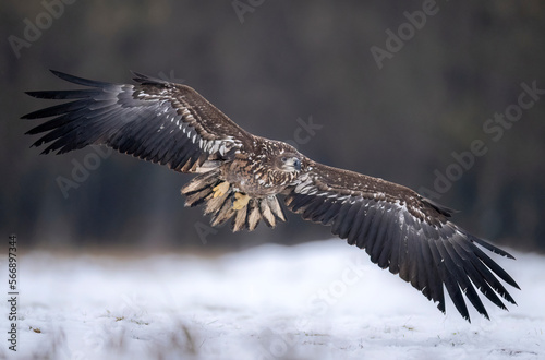 Sea eagle or white tailed eagle ( Haliaeetus albicilla) © Piotr Krzeslak