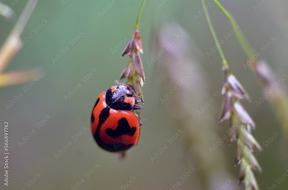 Obraz premium ladybug on grass