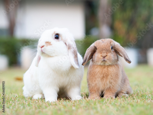 Two holland lop rabbit at garden. Lovely adult and baby holland lop rabbit sitting on green grass and looking at camera.