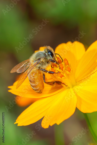 Image of bee or honeybee on yellow flower collects nectar. Golden honeybee on flower pollen. Insect. Animal © yod67