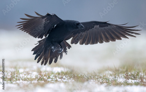 Raven bird ( Corvus corax ) in flight photo