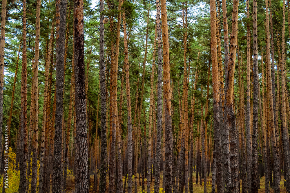Trunks of trees in a dense forest. Trunks of trees in a dense forest.