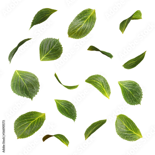 Cut out green leaves motion falling movement 3d rendering png file © Krit