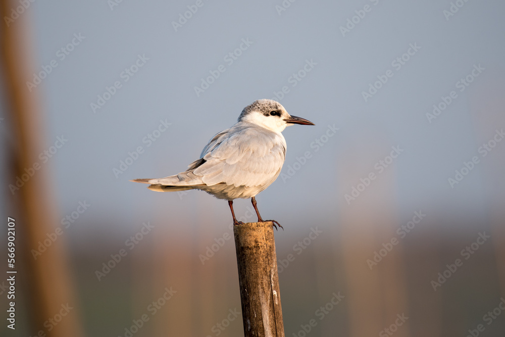 Fototapeta premium Close up of Gull billed tern bird perched with use of selective focus