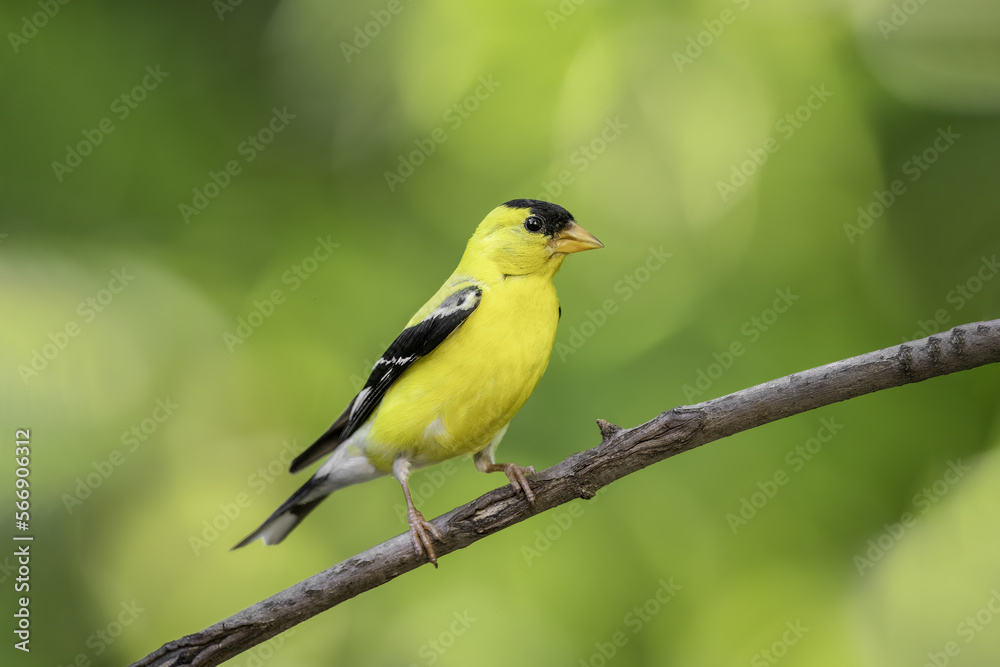 Colorful yellow male American goldfinch (spinus tristis) in summer plumage, feasting on seeds of wild sunflowers Colorful yellow male American goldfinch (spinus tristis) in summer plumage, feasting on seeds of wild sunflowers