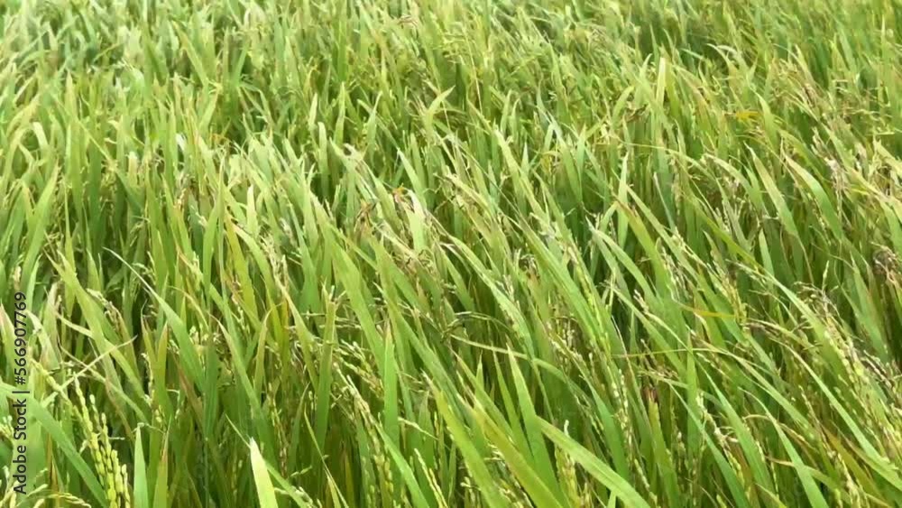 green Asian rice fields in Asia waving in the wind in Vietnam green Asian rice fields in Asia waving in the wind in Vietnam