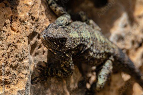 portrait of a large lizard on the wall