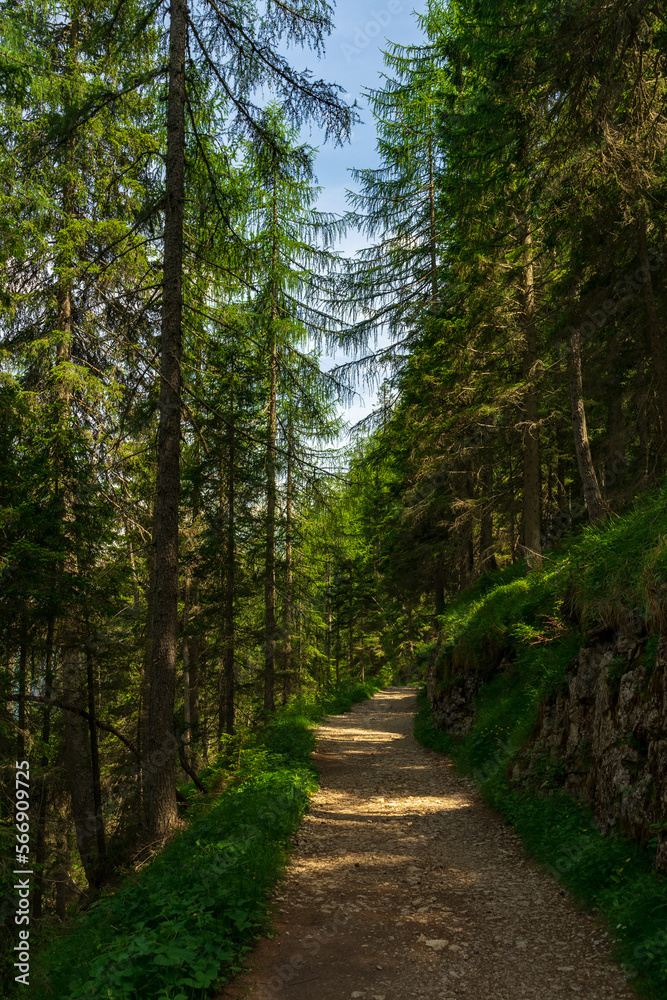 Obraz premium Bosco in dolomiti 