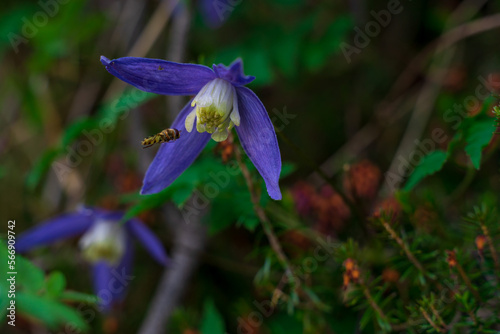 blue iris flower