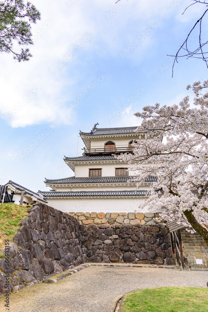 Naklejka premium 白石城と桜 