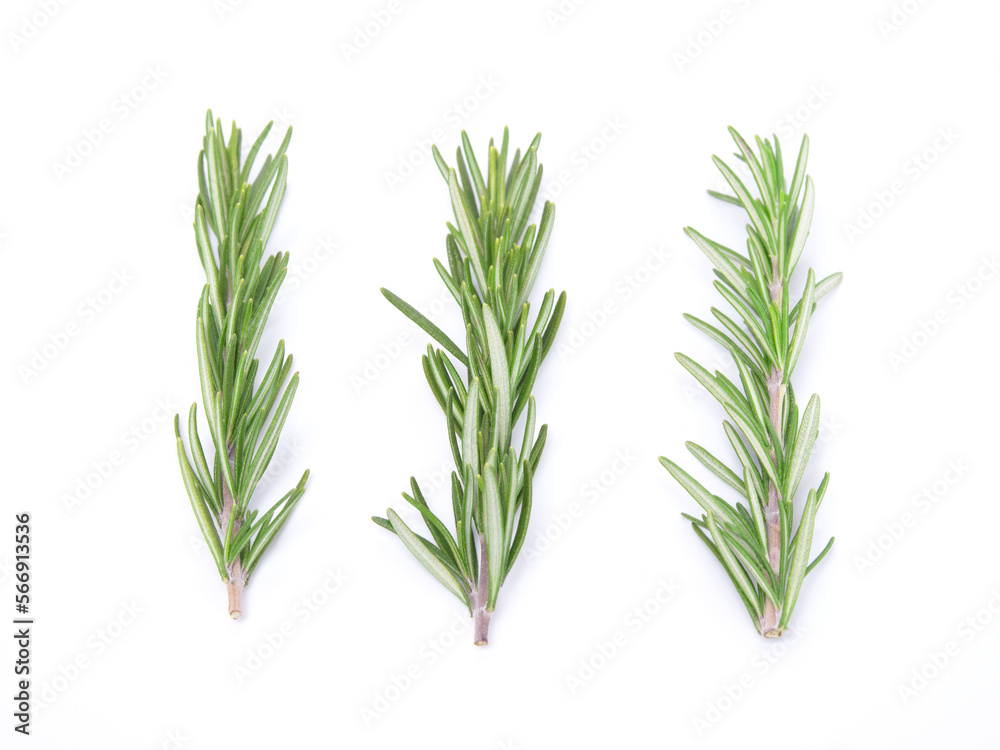 Fototapeta premium Rosemary isolated on white background. close up