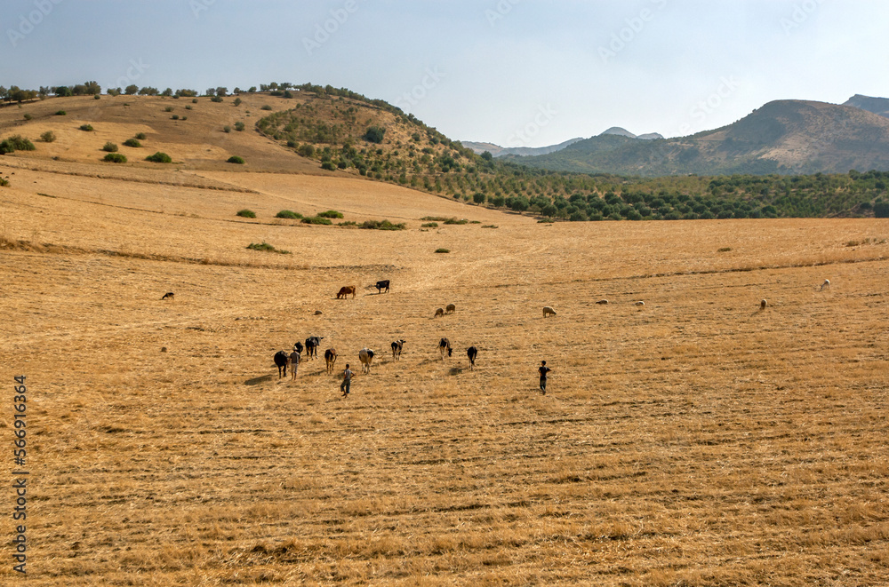 Cattle and sheep graze in a stubble paddock in the Atlas Mountains west of Fez in Morocco.