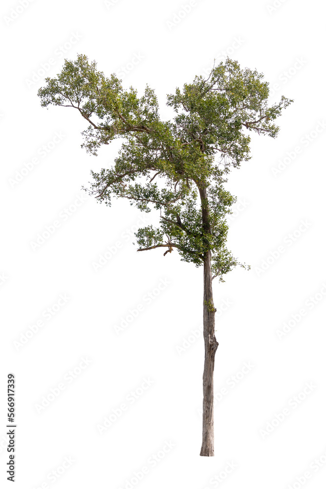 Obraz premium Isolated single tree greenery botanical