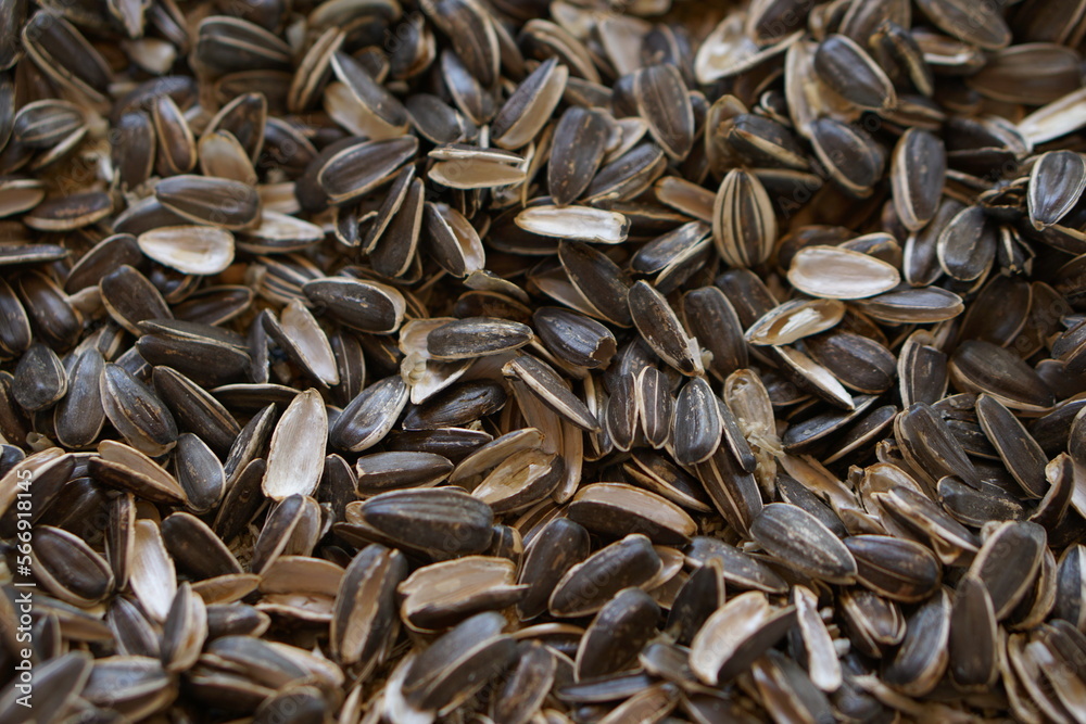 sunflower seeds background that parrots eat sunflower seeds background that parrots eat