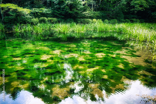 Fototapeta Naklejka Na Ścianę i Meble -  光が映り込む水面と、水草がしなやかに川の流れにゆらゆらと揺れている美しい軽井沢の雲場池の夏の風景