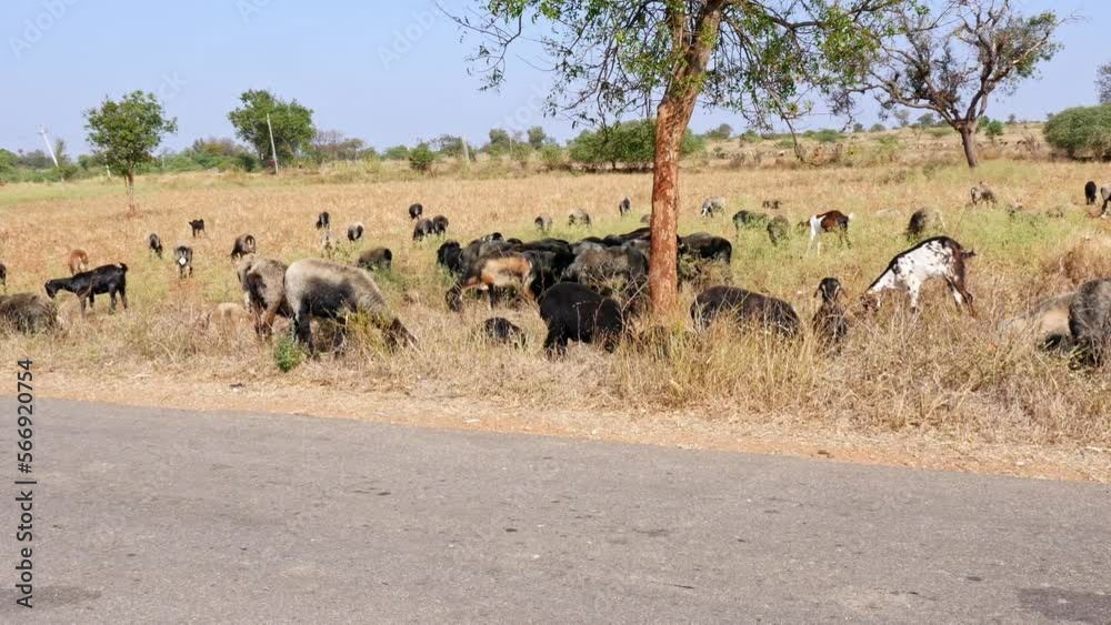 Panoramic view of flock of sheep grazing in the fields on a sunny day Panoramic view of flock of sheep grazing in the fields on a sunny day