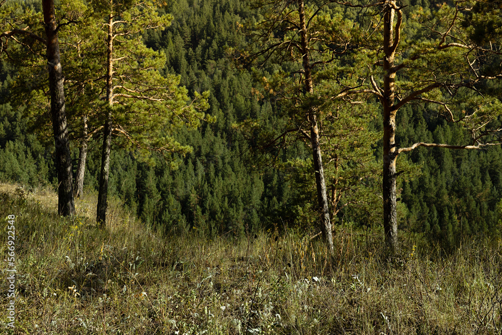 Fototapeta premium Sunny summer forest landscape, background - lush saturated pine forest valley and trees in golden sunbeams on high green grass slope, view above. Beauty scenery for trekking and adventure on outdoors.