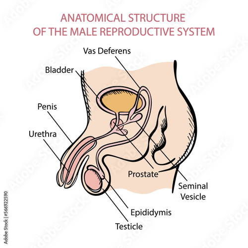 MALE REPRODUCTIVE SYSTEM Scheme For Medical Education The Structure Of Human Body Hand Drawn Sketch Anatomical Vector Illustration With Explanatory Text