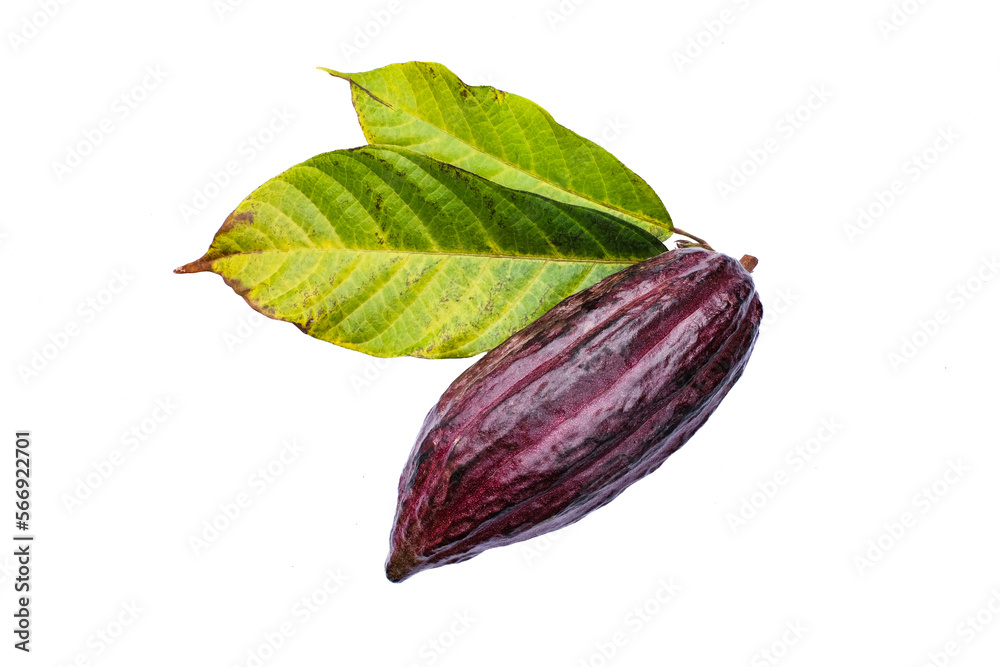 custom made wallpaper toronto digitalpurple cocoa pod and leaves on white background.