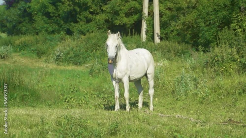 A white horse walks near a deciduous forest, and eats grass. A sunny summer day.