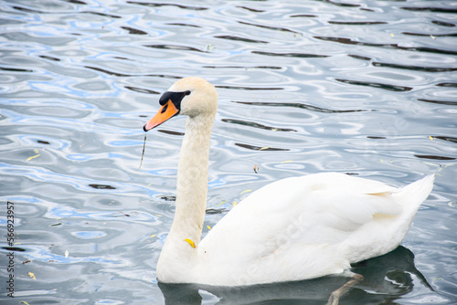 Fototapeta Naklejka Na Ścianę i Meble -  swan on the lake