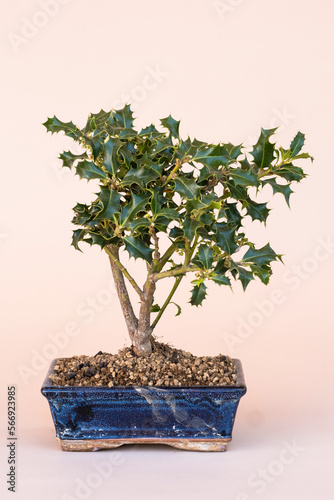 Miniature Ilex aquifolium, the holly, shrub or at most a small tree of the Aquifoliaceae family.