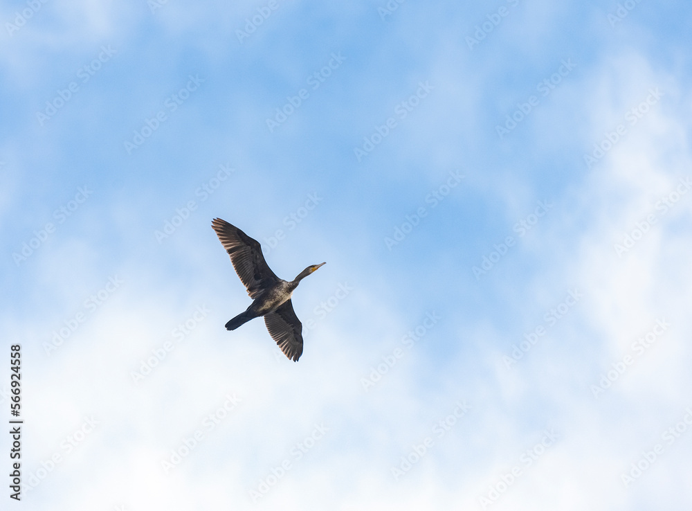 Fototapeta premium seagull in flight