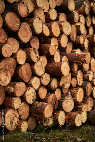 Renewable bio fuel preparation. Winter heating season. Wall of stacked wood logs.