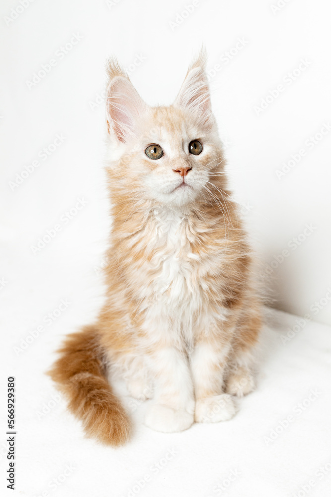 Cute kitten on a white background. Maine Coon of two months. Pedigreed animals