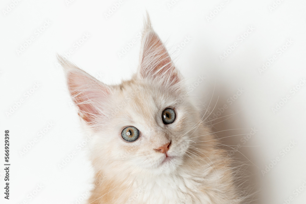 Close-up of the muzzle of a Maine Coon kitten