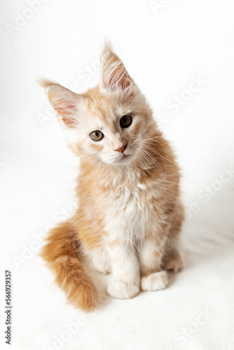 A kitten on a white background. Pets. Maine Coon