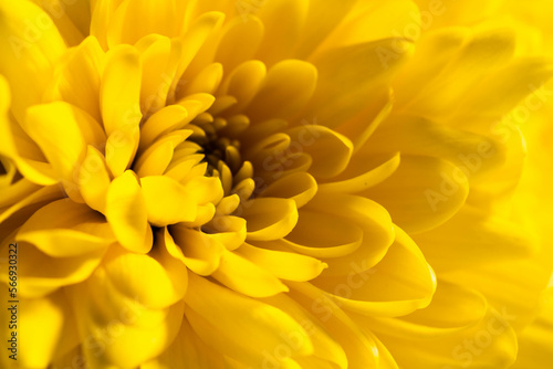 Yellow chrysanthemums flowers. © Artem Shadrin
