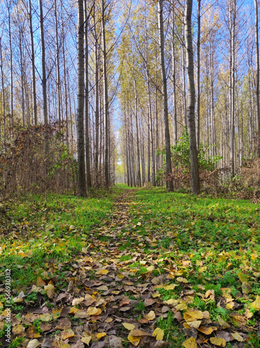 Fototapeta Naklejka Na Ścianę i Meble -  poplar trees forest in golden autumn colors