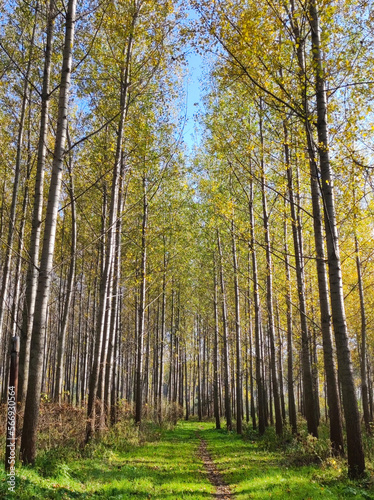 poplar trees forest in golden autumn colors