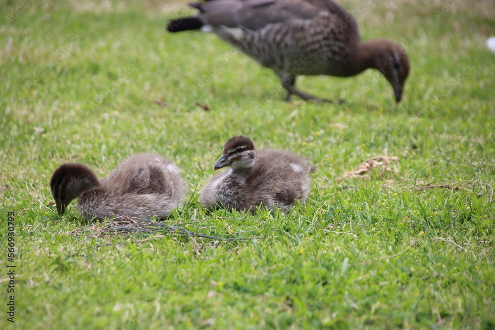 Australian Wood Duck (Chenonetta jubata) chick, Tidal River, Wilsons Promontory, Gippsland, Victoria, Australia. Australian Wood Duck (Chenonetta jubata) chick, Tidal River, Wilsons Promontory, Gippsland, Victoria, Australia.