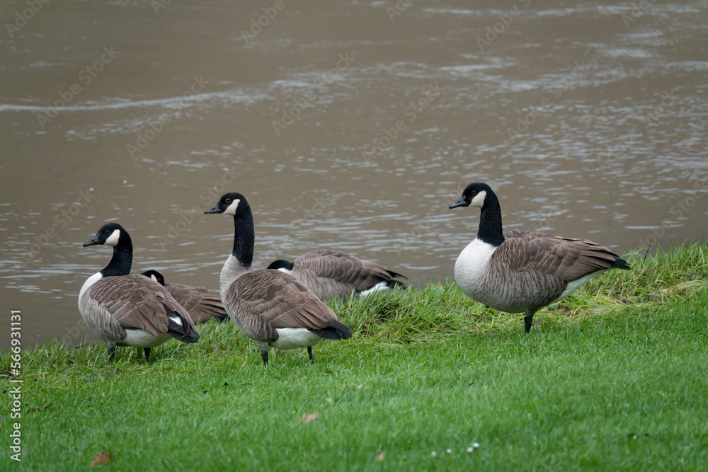 Kanadagans (Branta canadensis)