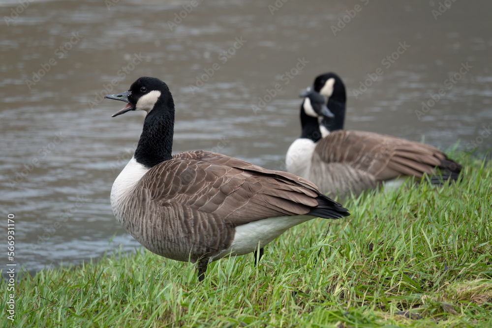 Kanadagans (Branta canadensis)