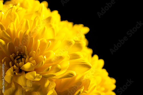 Yellow chrysanthemums flowers.