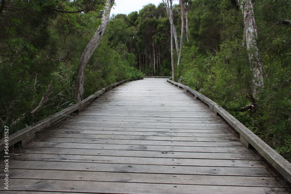 Fototapeta premium Boardwalk near Tidal River, Wilsons Promontory, Gippsland, Victoria, Australia.