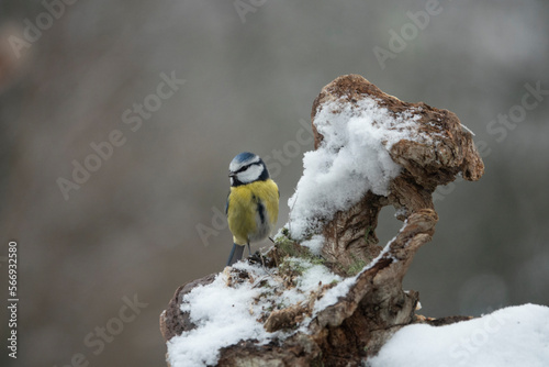 Blaumeise (Cyanistes caeruleu) photo