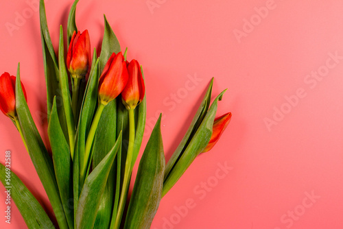 Fototapeta Naklejka Na Ścianę i Meble -  Spring flowers. Red tulips.