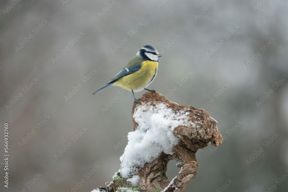 Naklejka premium Blaumeise (Cyanistes caeruleu)