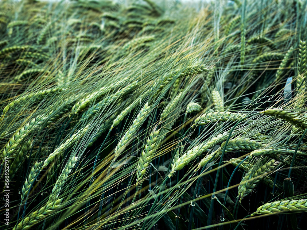 barley field at spring barley field at spring