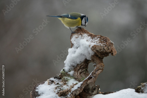 Blaumeise (Cyanistes caeruleu) photo