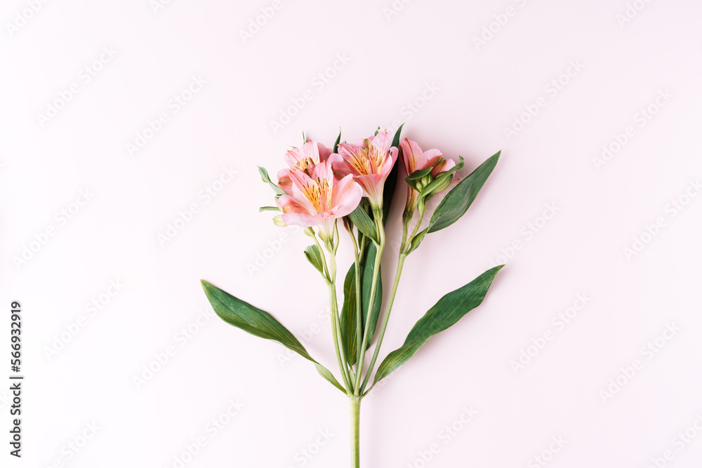 Alstroemeria blooming on a pink background.