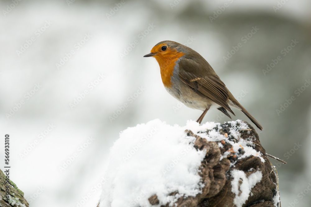 Fototapeta premium Rotkehlchen&nbsp;(Erithacus rubecula)